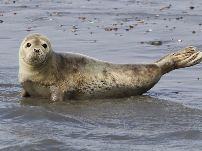 Ga mee op zeehondensafari