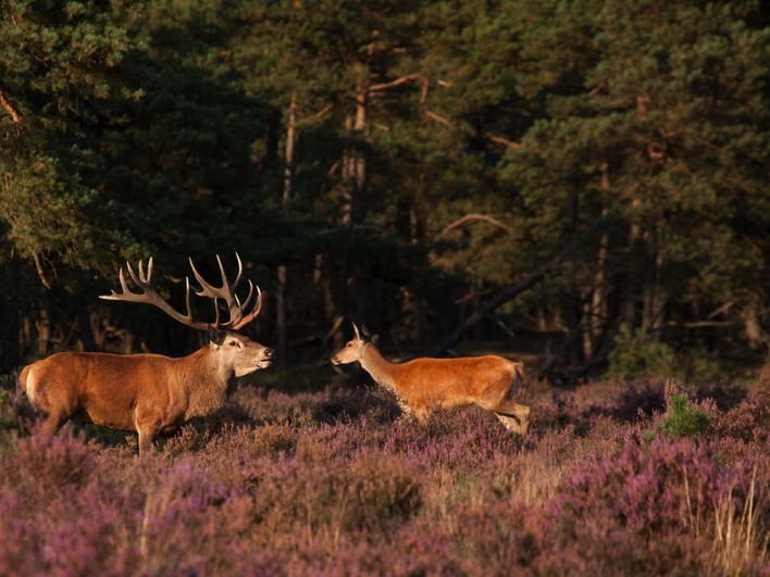 Image of Natuurtocht Veluwe met gids