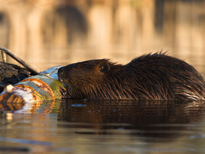 Image of Op zoek naar de bever