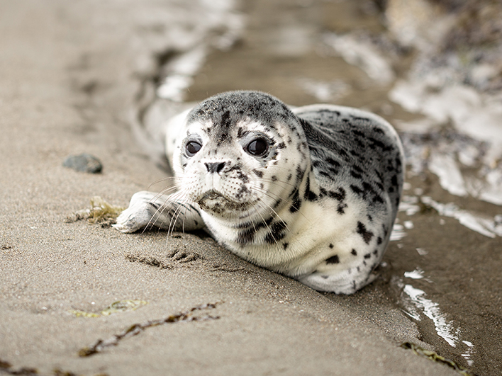 Zeehonden safari