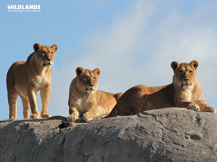 WILDLANDS Adventure Zoo Emmen