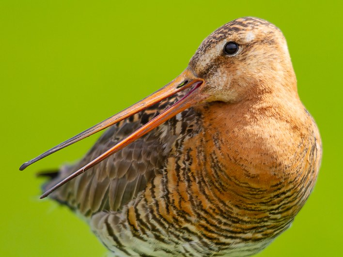 Image of Vogelfotografie en weidevogelbeleving op Gruttoland