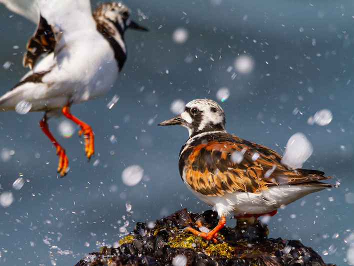 Workshop vogelfotografie IJmuiden