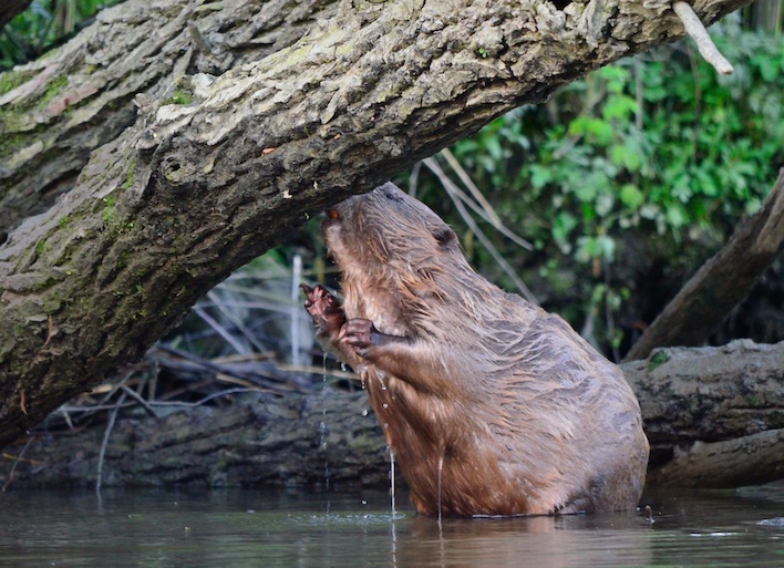 Image of Bevers speuren in De Biesbosch