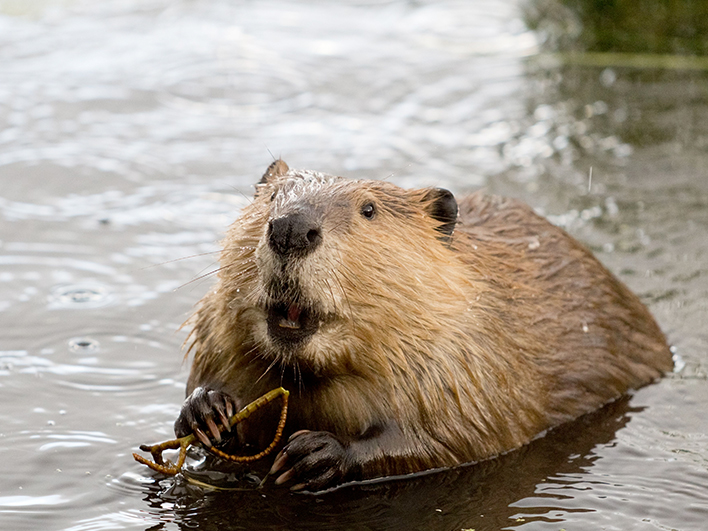 Image of Bevers speuren in De Biesbosch 4 t/m 16 jaar