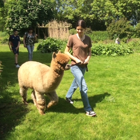 Alpaca Experience